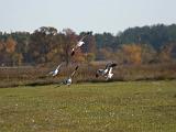 Snow Geese 004